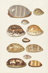 Jedenáct velkých a malých tropických mušlí cowrie od Johann Gustav Hoch