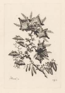 Květiny ve tvaru draka Fleures Baroque (název série)