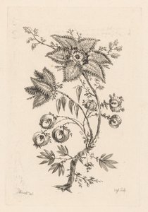 květiny ve tvaru hvězdy Fleures Baroques (název série)