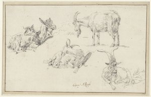 Studie kozy od Johann Heinrich Roos (possibly)