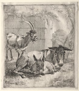 Koza a osli od Johann Heinrich Roos