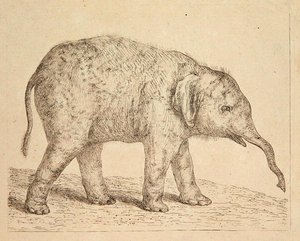 slon (lept) od Johann Heinrich Wilhelm Tischbein