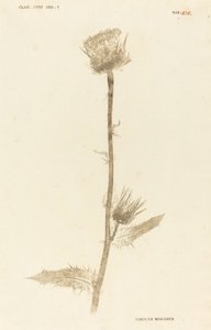 Marianus Cardus od Johann Hieronymus Kniphof
