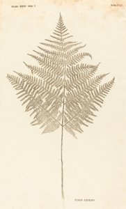 Pteris Aquilina od Johann Hieronymus Kniphof