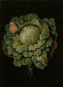 Savojské zelí / zelí, Falter / J. a B. Dietzsch od Johann Jacob Dietzsch