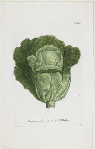 Brassica alba vel viridis, z knihy Phytanthoza Iconographia, 1735-45 od Johann Jakob Haid