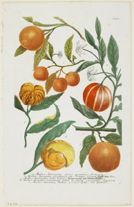 a-e Malus Aurantia atd., z Phytanthoza Iconographia, 1735-45 od Johann Jakob Haid