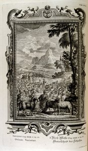 Biblické odrůdy ovcí od Johann Jakob Scheuchzer