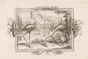 Dva plameňáci Aves dicta Flaminges ex India Occidentali (název na objektu) od Johann Jakob Stelzer