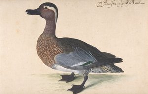 A Male Teal, 1604-80.
