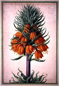 Fritillaria imperialis (koruna císařská) deska 25 z Nassau Florilegium (akvarel na papíře)