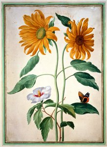 Slunečnice, talíř 18 z Nassau Florilegium (wc na papíře)