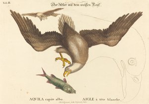 Orel bělohlavý (Falco leucocephalus) od Johann Michael Seligmann after Mark Catesby