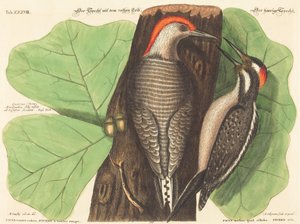 Datel červený (Picus Carolinus) od Johann Michael Seligmann after Mark Catesby