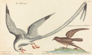 Tropický pták (Phaeton aethereus) od Johann Michael Seligmann after Mark Catesby