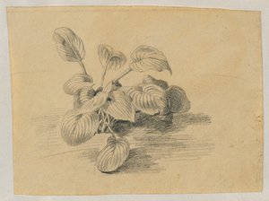 Studie listové rostliny od Johann Peter Krafft