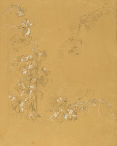 Weinstock, Studie pro "Hermann a Dorothea ve Vineyard" od Johann Peter Krafft