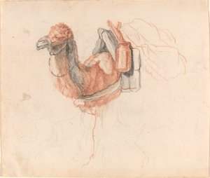 Velbloud od Johann Rudolph Schellenberg