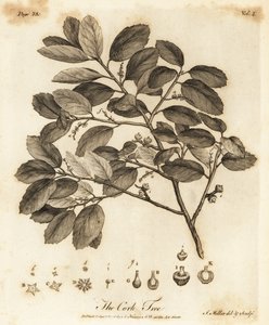 Dub korkový, Quercus suber.