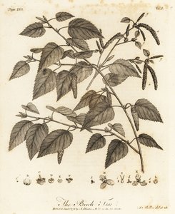 Bříza plstnatá, Betula pubescens.