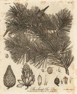 Borovice lesní, Pinus sylvestris.