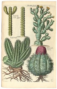 Kaktusy, 1641 od Johann Theodor de Bry