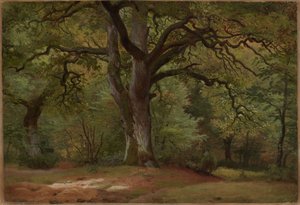 Dubový les v Sollingu od Johann Wilhelm Schirmer