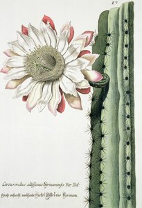Cereus Erectus Altissimus Syrinamensis z Phythanthoza Iconographica vydaný v Německu, 1737-45