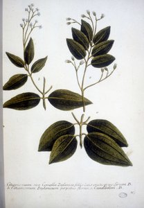 Cinnamomum Zeylanicum (Ceylon Cinnamomum) - Rytina Herbáře od J.W. Weinmann v roce 1737.