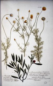 Několik druhů Chamaemelum (heřmánek) -V „“ Herbáři od J.W.Weinmanna v roce 1737.