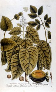 Smyrnium Cretium perfoliatum - Maceron de Crete nebo Maceron perfolia. Deska převzata z herbáře J. W. Weinmanna