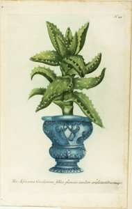 Africká aloe, talíř 47 od Phtanthoza Iconographia