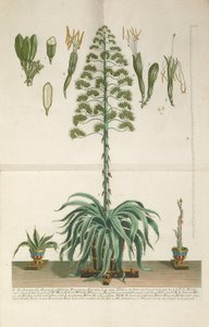 Gravírovaný a mezzotintovaný talíř z Aloe Americana folio Mucronato, c. 1735-1737