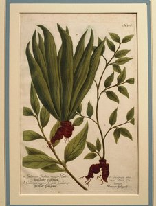 Galangal větší (Alpinia galanga), Galanga Indica major a Galanga major, barevná rytina