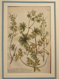 Bylina Robert (Geranium robertianum), kolorovaná rytina