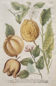 Phytanthoza iconographia: č. 703.
