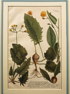 Jestřábník obecný (Hieracium murorum), kolorovaná rytina