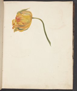 Studie žlutého tulipánu od Johanna Fosie