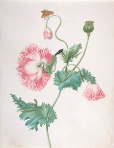 Mák ve třech fázích květu, s housenkou, kuklou a motýlem, konec 17.-začátek 18.st. od Johanna Helena Graff