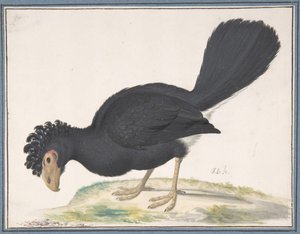 A Black Curassow, n. d. od Johannes Bronckhorst