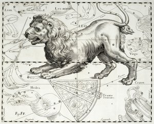 Lev, zodiakální souhvězdí Lva, ilustrace převzata z atlasu hvězd Johanna Hevelia (1611-1687) Firmamentum Sobiescianum sive Uranographia, Gdaňsk