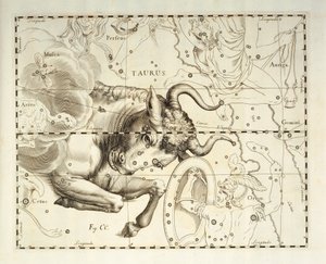 Býk, souhvězdí Býka, rytina z nebeského atlasu Firmamentum Sobiescianum sive Uronographia, Johann Hevelius (1611-1687), Gdaňsk