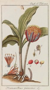 Výběr krásných a vzácných rostlin, 1795-1798. od Johannes Zorn