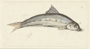 gondola od Johannes le Francq van Berkhey
