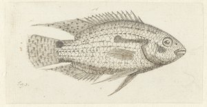Tropická ryba Chromis epse od Johannes le Francq van Berkhey
