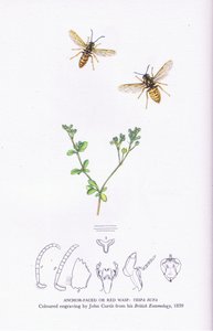 Anchor Faced nebo Red Wasp, Nature in Britain vydal Collins od John (after) Curtis