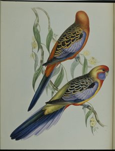 Parakeet Adelaide (Platycercus Adelaidiae) (ručně barvené litho) od John (after) Gould