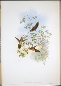Adolfův poustevník (Phaethornis Adolphi) (ručně kolorované lito) od John (after) Gould