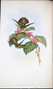 Spojenecký poustevník (Glaucis affinis) (ručně barvené lito) od John (after) Gould
