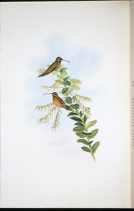 Amaura Hermit (Phaethornis Amaura) (ručně barvené lito) od John (after) Gould